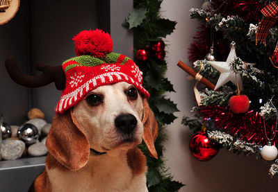 Dog in christmas tree