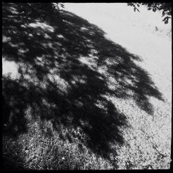Trees against sky
