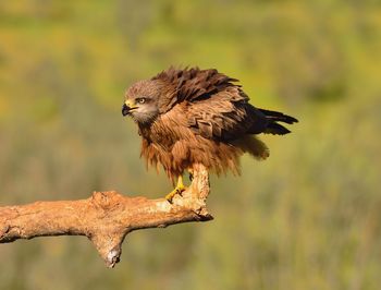 Close-up of bird perching on branch