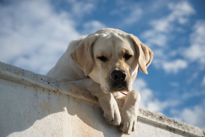 Low angle view of dog leaning on retaining wall against sky