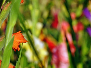 Close-up of red flower blooming outdoors