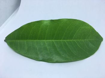 High angle view of green leaves over white background