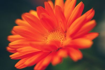 Close-up of orange flower
