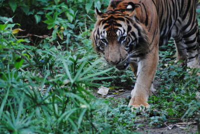 Tiger in a forest