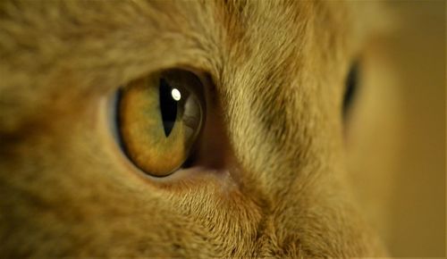 Close-up portrait of a cat