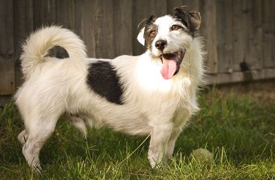 Close-up of dog sticking out tongue on grass