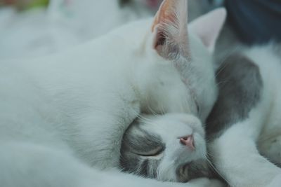 Close-up of cat sleeping