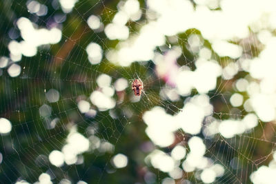 Close-up of spider on web