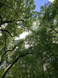 Low angle view of trees in forest