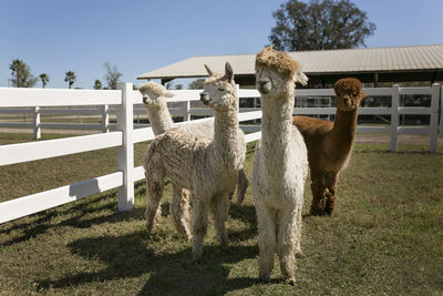 Four alpacas standing in white fenced in area on alpaca farm