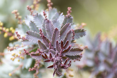 Close-up of flowering plant