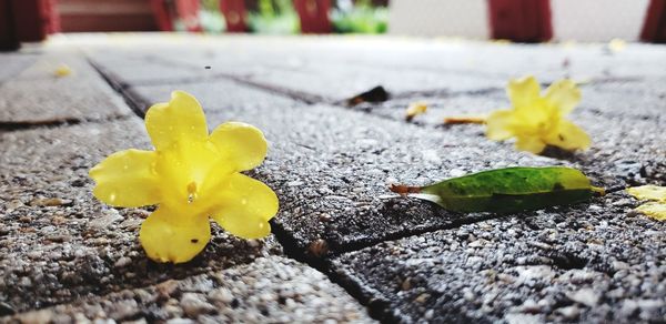 Close-up of yellow flower on leaves