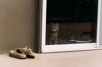 High angle view of shoes with cat seen through glass door on floor at home