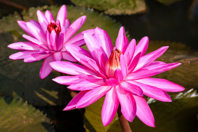Close-up of pink lotus flowers blooming in pond