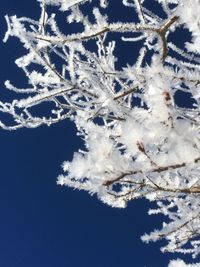 Low angle view of frozen plant against sky