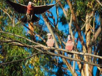 Bird perching on branch