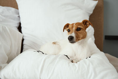 Dog sleeping and resting at the bed.