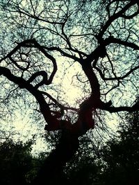 Low angle view of bare trees against sky