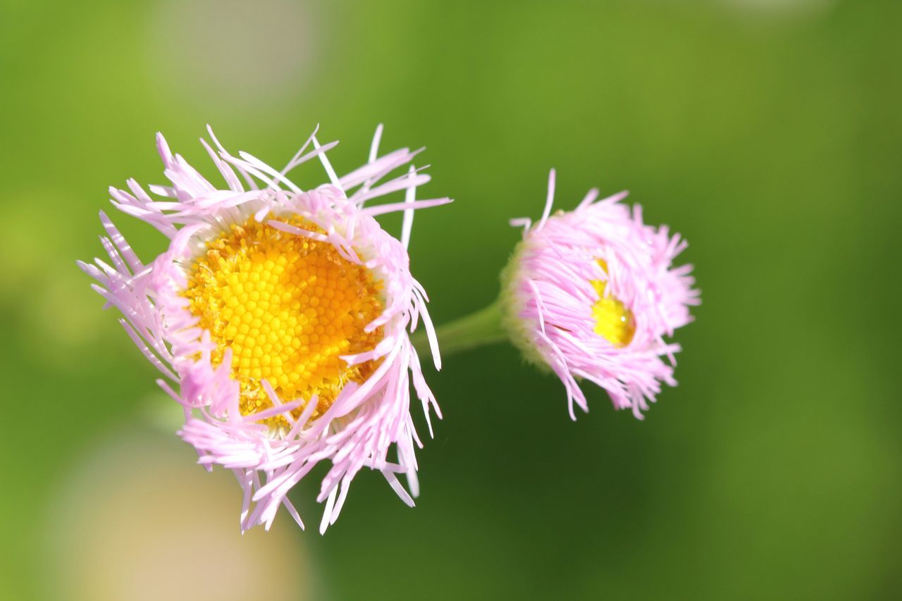flower, flowering plant, plant, beauty in nature, freshness, nature, close-up, fragility, macro photography, flower head, petal, animal wildlife, animal themes, animal, wildflower, insect, focus on foreground, blossom, inflorescence, no people, magnification, growth, outdoors, green background, yellow, macro, wildlife, springtime, pollen, plant stem, pink, purple, summer, one animal, botany