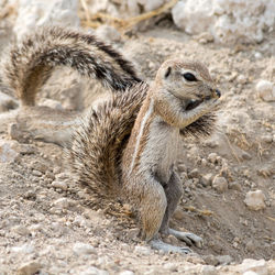 View of ground squirrel eating nut