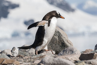 Close-up of penguin