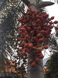 Low angle view of fruits on tree