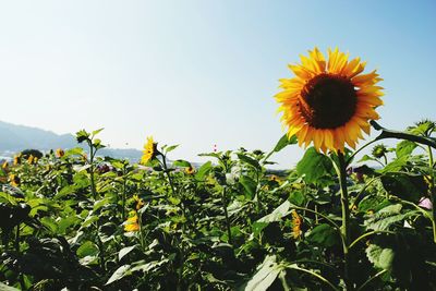 Close-up of sunflower