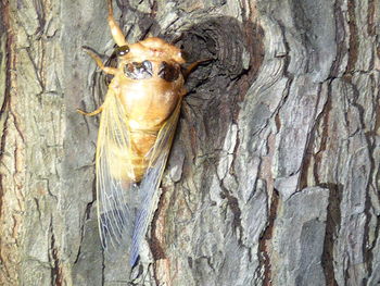 Close-up of butterfly on tree trunk