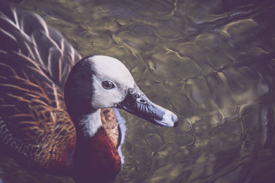 Close-up of swan swimming in lake