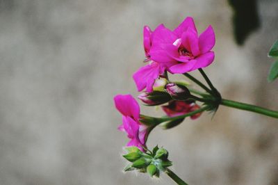 Close-up of pink flowering plant