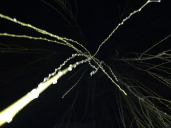 Close-up of leaf against black background