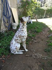 Dog in park