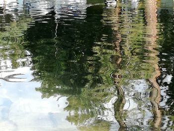 High angle view of ducks in lake