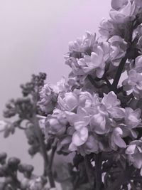 Close-up of pink flowers