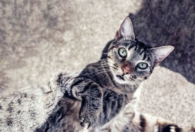 Close-up portrait of kitten