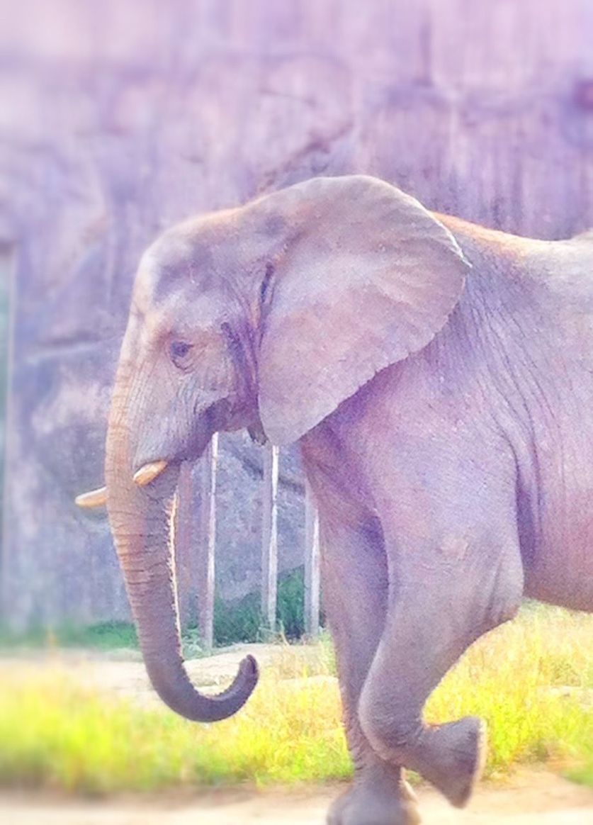 animal themes, mammal, one animal, domestic animals, side view, livestock, focus on foreground, animal head, standing, close-up, field, herbivorous, nature, horse, day, wildlife, outdoors, grass, zoology, no people