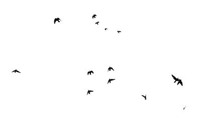 Low angle view of birds flying in sky