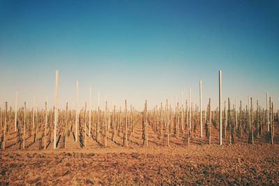 Scenic view of field against clear blue sky