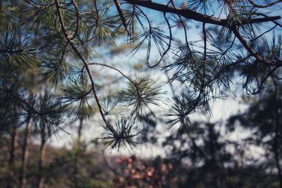 Close-up of pine needles on tree branch with sky background
