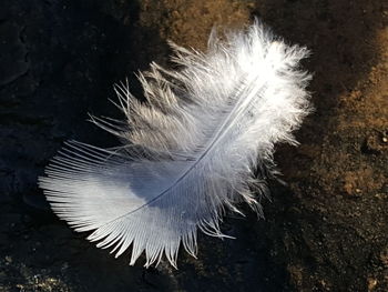 Close-up of feather against black background