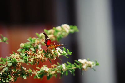 Close-up of ladybug on plant