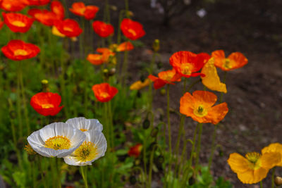 Closeup beautiful full bloom poppy flowers in springtime sunny day