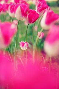 Close-up of pink flowering plants