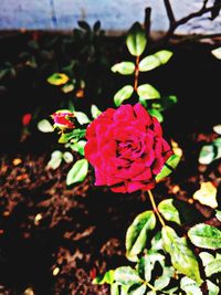 Close-up of pink rose