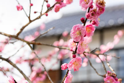 Close-up of pink cherry blossom