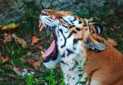 Close-up of a cat