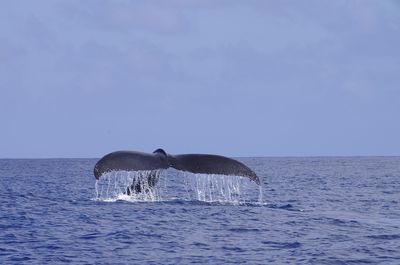 Whale swimming in sea against sky