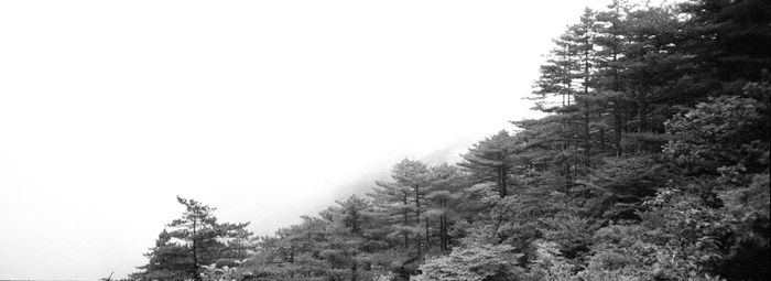 Low angle view of trees in forest against clear sky