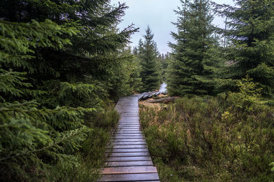 Walkway amidst trees in forest against sky