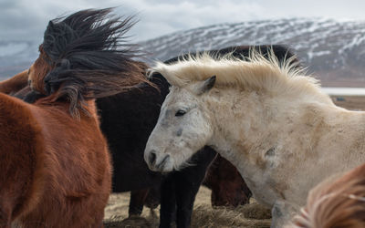 Full frame view of horses with long manes flowing in the wind